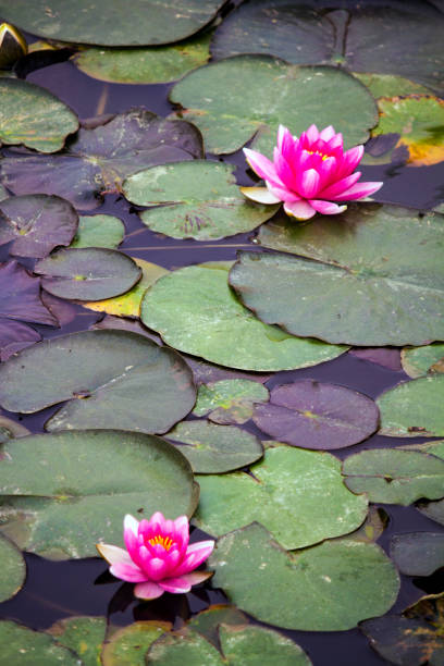 istock beautiful pink lotus flower on a pond 1063366986