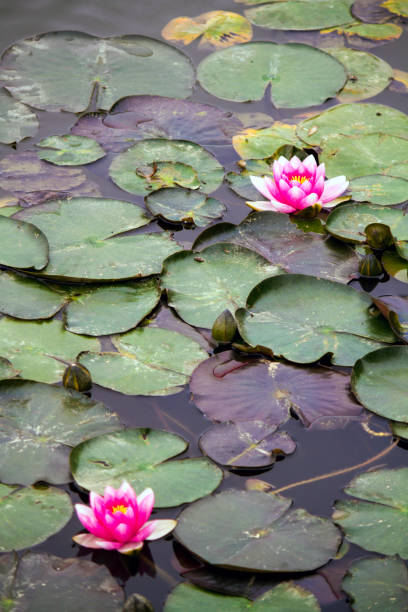 istock beautiful pink lotus flower on a pond 1063366992