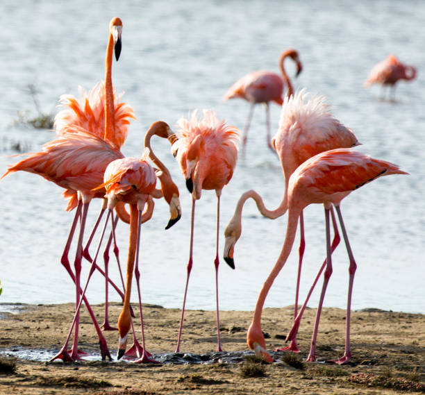 istock Flamingos of Bonaire 1063367020