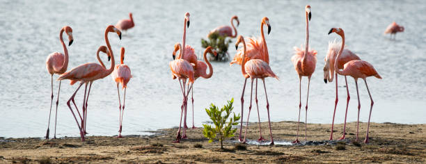 istock Flamingos of Bonaire 1063367028