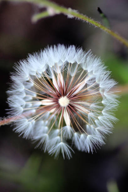 istock dandelion flower against a blurry background 1063367214