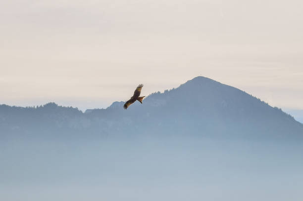 istock Red kite flying in the swiss alps 1063370246