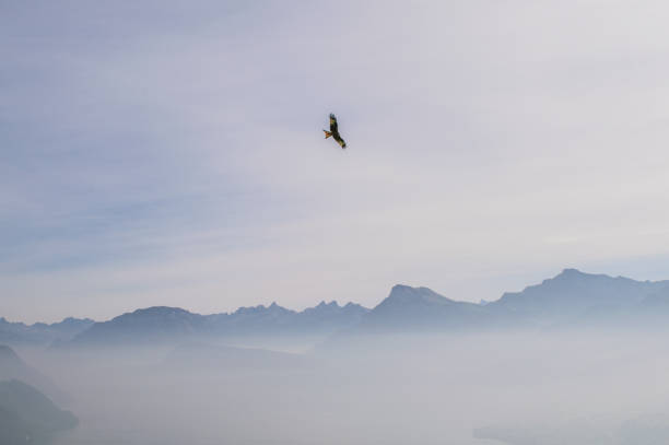 istock Red kite flying in the swiss alps 1063370782