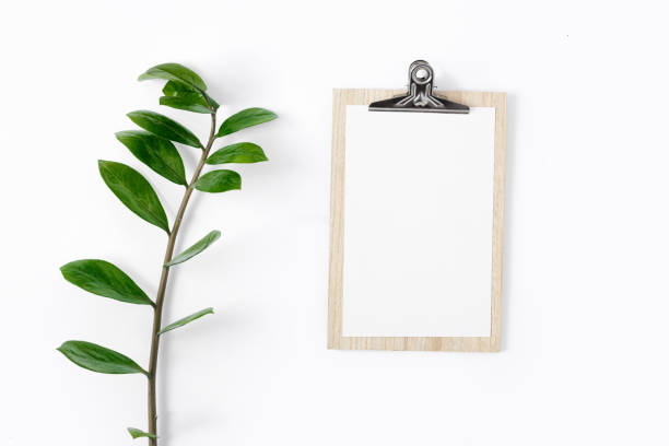 istock Clipboard zamioculcas branch white background top view flat lay 1063372848