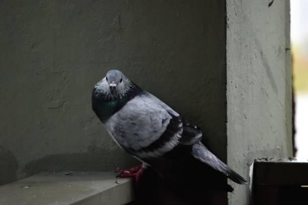istock Pigeon on porch 1063373104