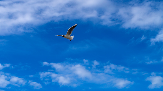 Beautiful gull flies in the sky among the clouds.