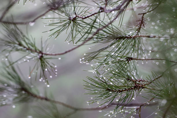 после капель дождя воды - pine tree nature macro needle стоковые фото и изображения