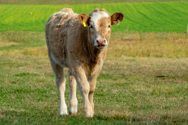 istock calf on an autumn pasture 1063378690