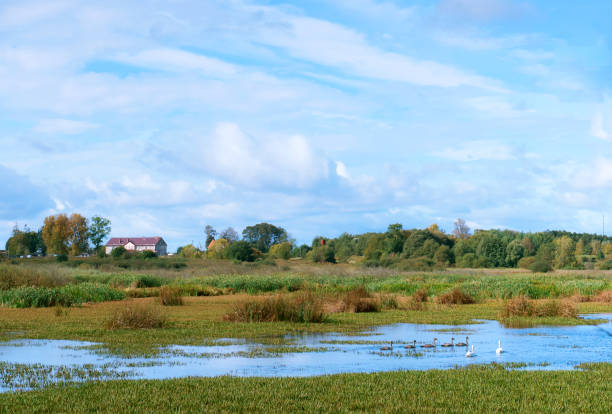 istock five swans floating on the pond, swans with swans in nature 1063378946