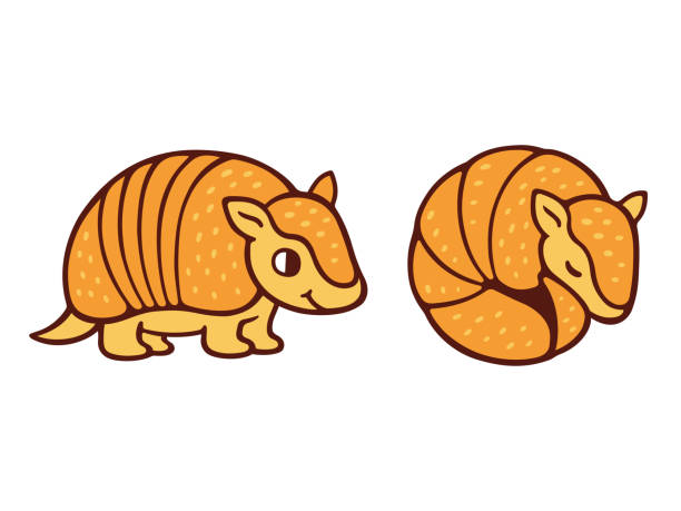 Cute cartoon armadillo Cute cartoon armadillo drawing, standing and roll up in a ball. Isolated vector illustration. armadillo stock illustrations