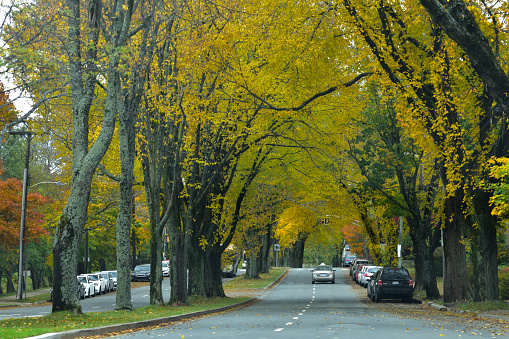 Halifax, Nova Scotia / Canada - October 30 2018:  Vehicles Under Large Autumn Elm Trees on Robie Street Halifax