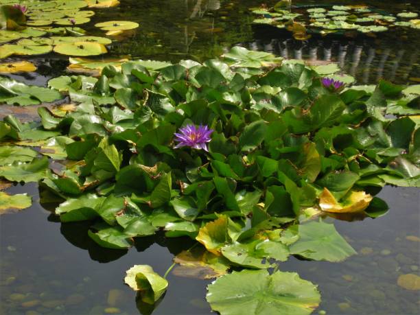 istock Pound with purple waterlilys 1063381786