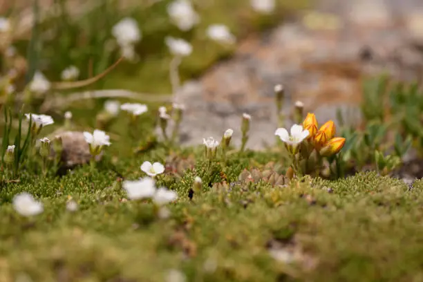 Tiny flowers grow in the tundra at the highest elevations in the rocky mountains.