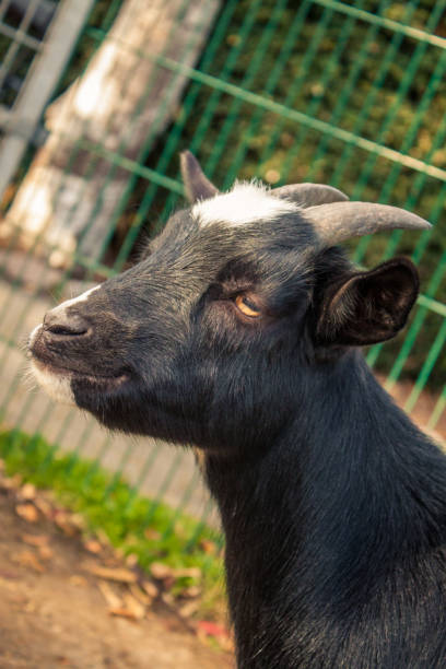 istock Close up of a goat 1063384572