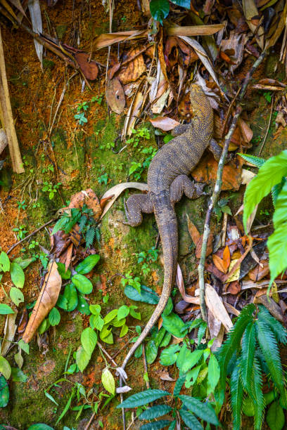istock Varan lizard, Khlong Phanom National Park, Kapong, Phang-nga, Th 1063384776