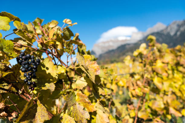 istock golden grapevines with ripe blue pinot noir grapes 1063384864