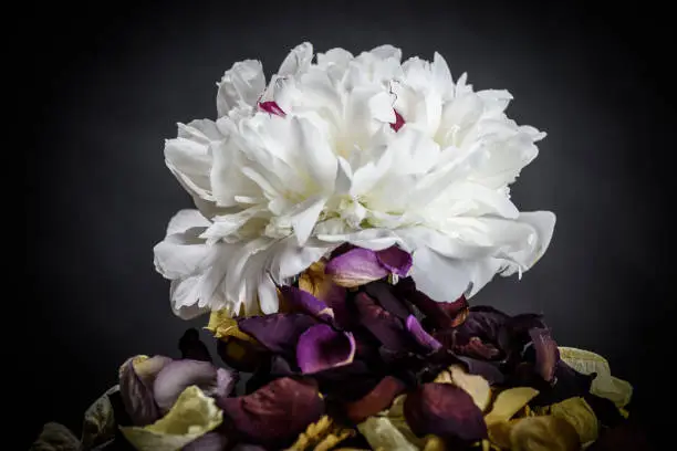 A Peony rests above dried rose petals in a still life