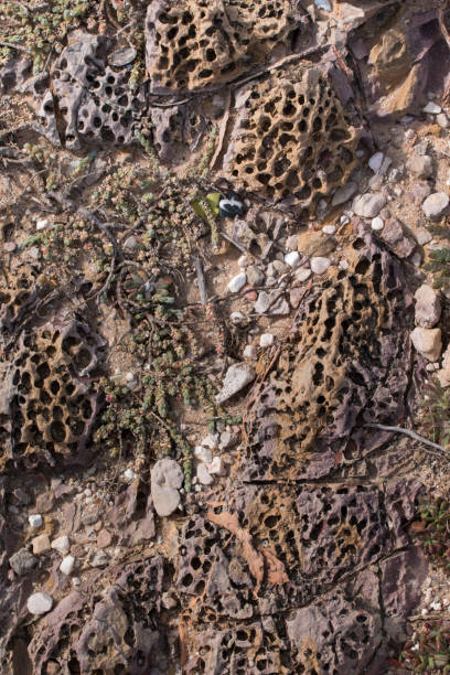 istock tube worms create holes on rocks 1063387434