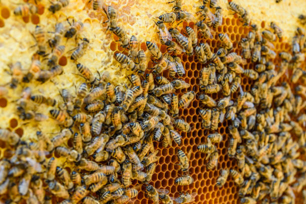 istock Bees on the honeycomb. Apicultural concept. Closeup 1063387884