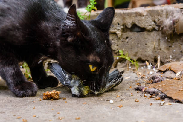 istock Domestic cat catched the bird in a garden 1063388182