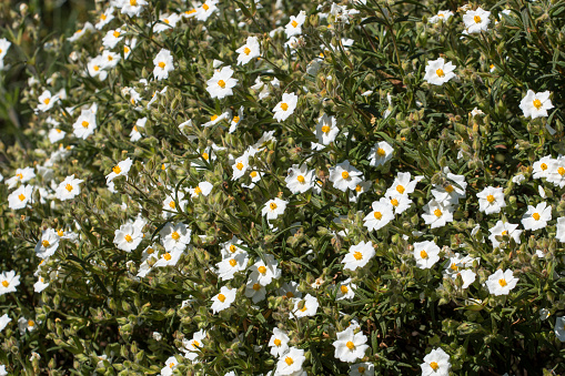 Close view of the white cistus monspeliensis flower shrub.