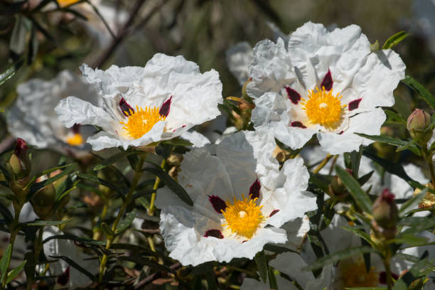 istock Cistus ladanifer flowers 1063390974
