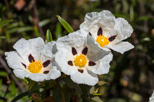 Close view of the beautiful white cistus ladanifer flowers.