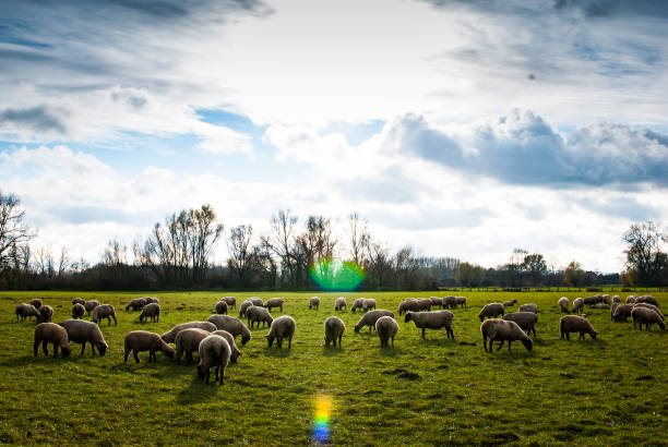 A flock of sheep, a green field and a cloudy blue sky