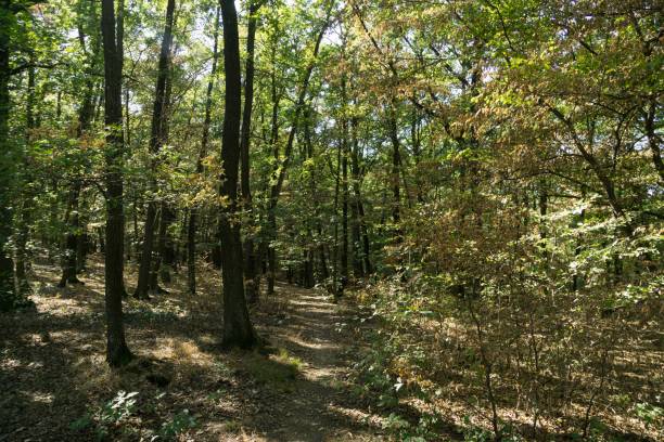 istock Magic trees and paths in the forest and on meadow. 1063392566