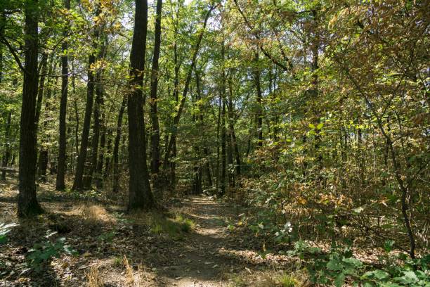 istock Magic trees and paths in the forest and on meadow. 1063392656