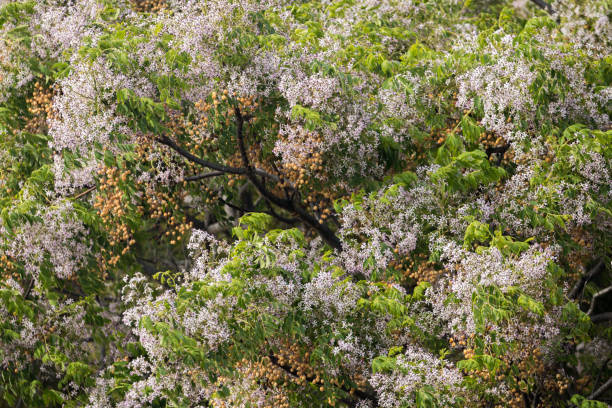 Melia azedarach tree Close view of the ornamental Melia azedarach tree. chinaberry stock pictures, royalty-free photos & images
