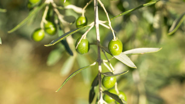 istock Italian peaceful landscapes 1063393958