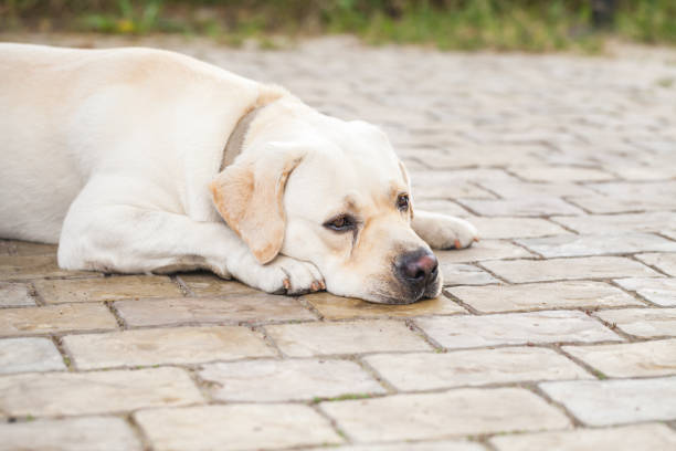 istock Tired yellow Labrador Retriever laying in park 1063397208