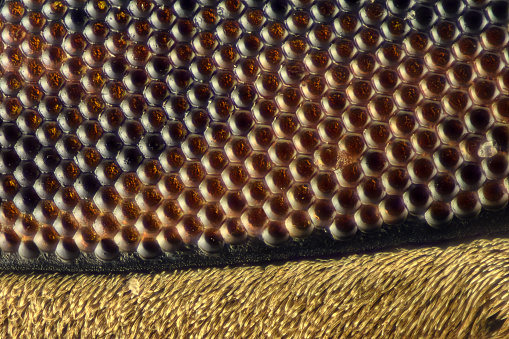 Extreme magnification - Compound eye texture under the microscope close up