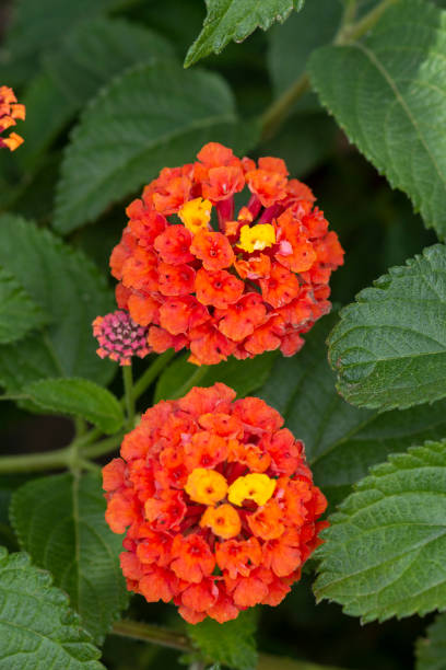 istock Lantana camara flower 1063397896