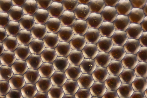 Extreme magnification - Compound eye texture under the microscope close up