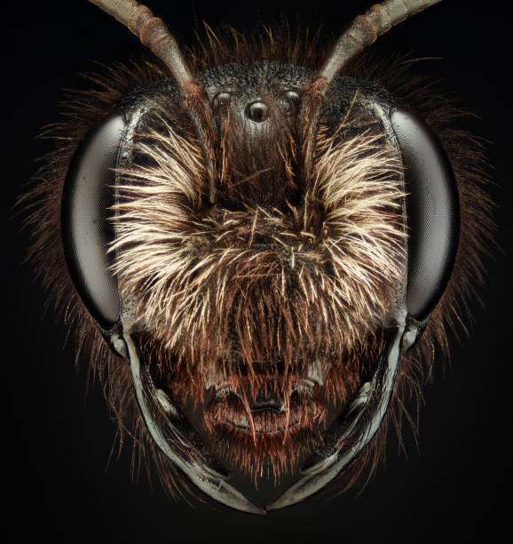 ampliación extrema - black bee - bee macro insect close up fotografías e imágenes de stock