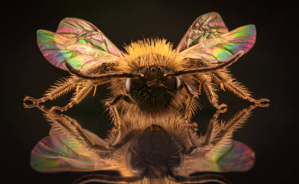 istock Extreme magnification - Honey Bee in the mirror 1063397990