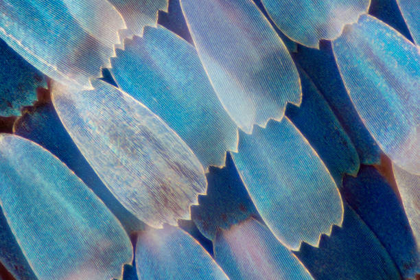 extreme vergrößerung - schmetterlingsflügel unter dem mikroskop - mikroskop fotos stock-fotos und bilder