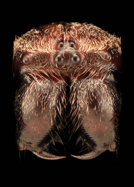 istock Extreme magnification - Araneus diadematus 1063398050