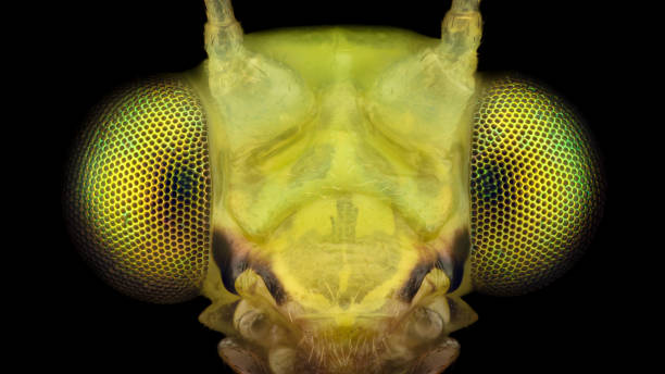 Extreme magnification - Lacewing head stock photo