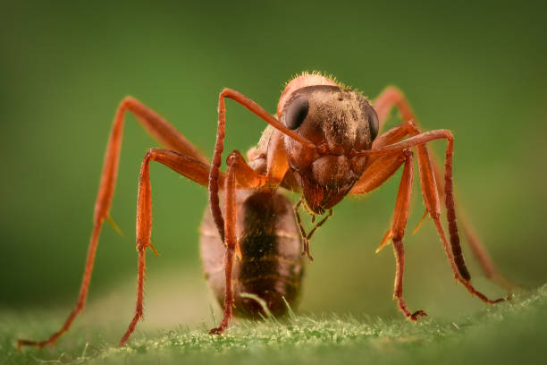 istock Extreme magnification - Ant in the wild 1063398078