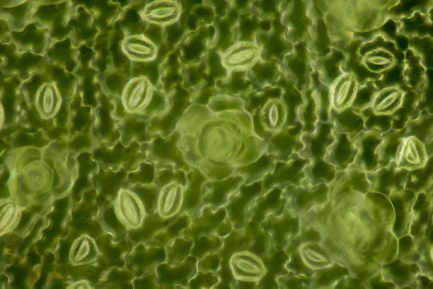 istock Extrem magnification - Stomatas in a green leaf 1063398080