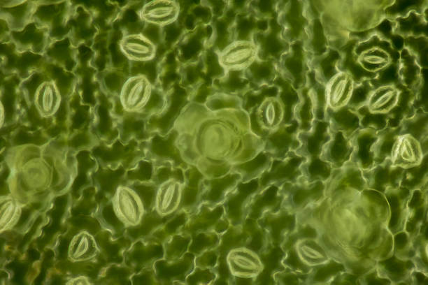 Extrem magnification - Stomatas in a green leaf stock photo