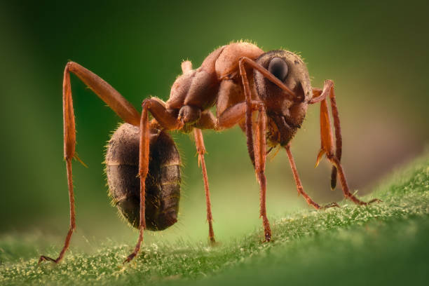 istock Extreme magnification - Ant in the wild 1063398096