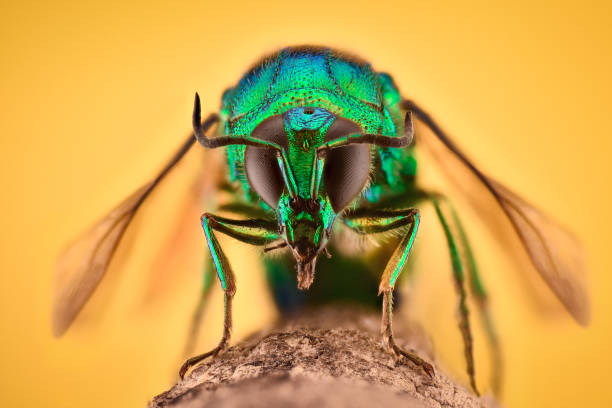 Extreme magnification - Cuckoo wasp stock photo