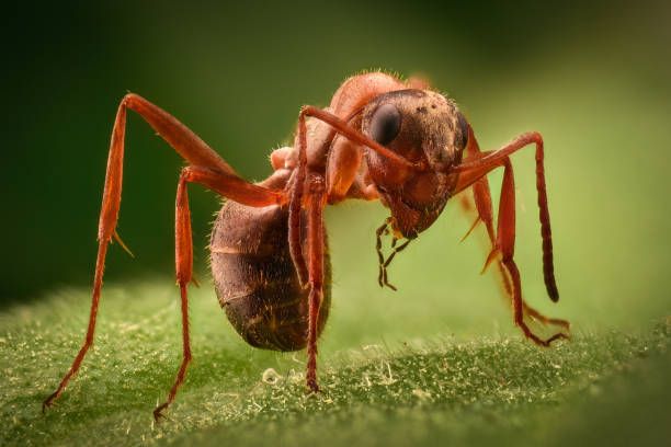 istock Extreme magnification - Ant in the wild 1063398124