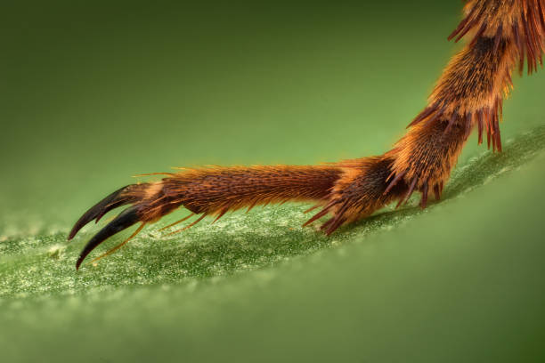 Extreme magnification - Insect claw grabbing on a leaf