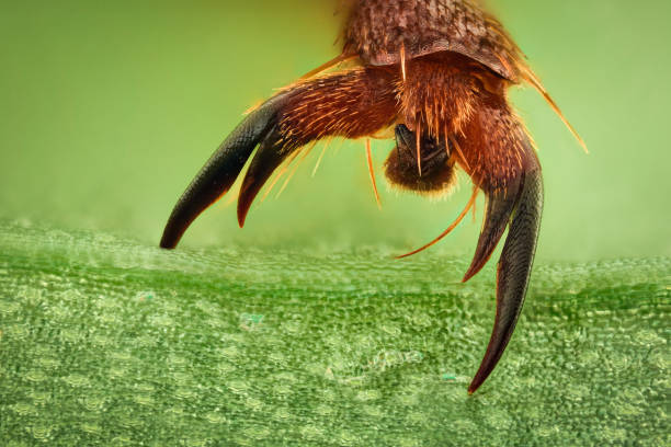 istock Extreme magnification - Insect claw grabbing on a leaf 1063398180