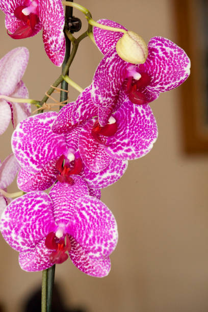 istock pink orchid flowers 1063398680
